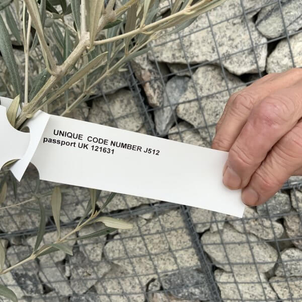 Gnarled Olive Tree XXL (Ancient) J512 - CAA5E7A0 4C96 4E97 BA2D 90761E818438 1 105 c