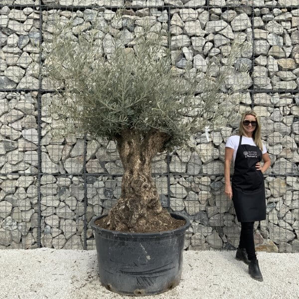 Gnarled Olive Tree XXL (Ancient) J525 - CB132053 C7FB 4BE8 8B37 7C1ED1E68E76 1 105 c
