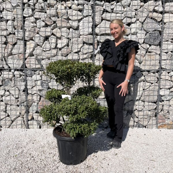 Ilex Maximowicziana Cloud Tree J272 - CB57FBB5 1180 47A4 A5DB 1AD27E324388 1 105 c 1