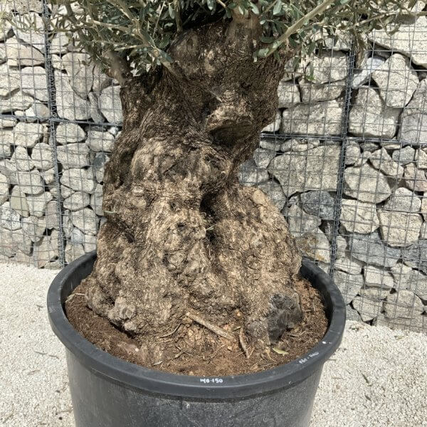 Gnarled Olive Tree XXL (Ancient) J518 - CB9F5F01 363F 4FAC 9192 CA6DE37DBA10 1 105 c