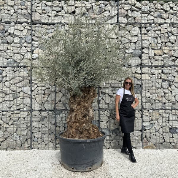 Gnarled Olive Tree XXL (Ancient) J529 - CCA319C1 A152 454D 89AA 06208AA02B11 1 105 c