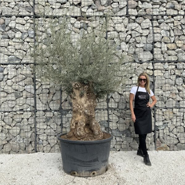 Gnarled Olive Tree XXL (Ancient) J512 - D05D6246 30A1 4CC4 9265 891C49B1007B 1 105 c