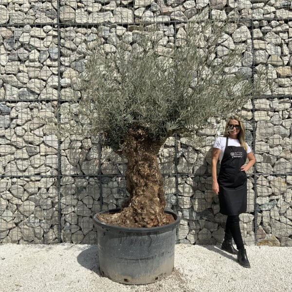 Gnarled Olive Tree XXL (Ancient) J507 - D19A050B DC6C 4413 A8BE 191557FEFA0F 1 105 c