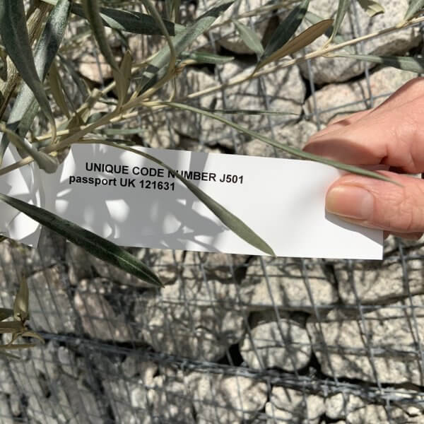 Gnarled Olive Tree XXL (Ancient) J501 - D27BE18B B34C 4A33 ABC0 E82469F19A57 1 105 c