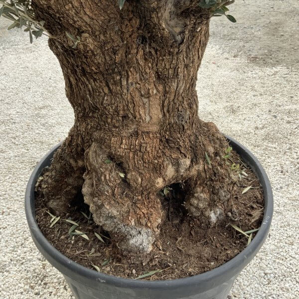Gnarled Olive Tree XXL (Ancient) J291 - D55CEE35 B6D1 4A15 BE84 444F638BEB6A 1 105 c