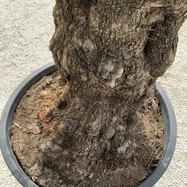 Gnarled Olive Tree XXL (Ancient) J298 - D57BDA2C 3DDA 4077 A68D 5A8E48D1C2B5 1 105 c