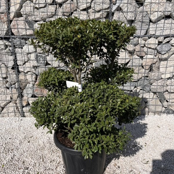 Ilex Maximowicziana Cloud Tree J272 - D6080451 B881 429C BA6C F9A4F0EDD4FC 1 105 c