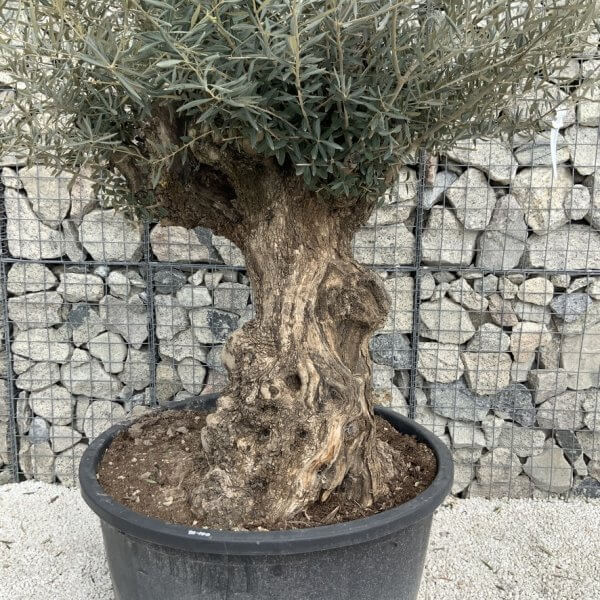 Gnarled Olive Tree XXL (Ancient) J522 - D7FC27F9 8DF1 431C B187 87D38847781C 1 105 c