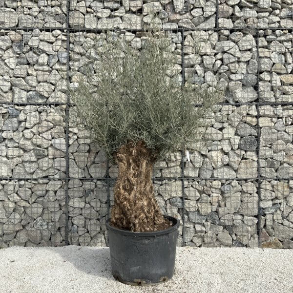 Gnarled Olive Tree XXL (Ancient) J490 - D83B8AD3 6461 4E01 B80F B41FFF7CE8A9 1 105 c