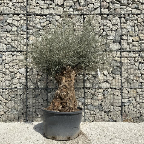 Gnarled Olive Tree XXL (Ancient) J508 - DBDBF308 B27B 4CBC 8561 C959EEE6B381 scaled