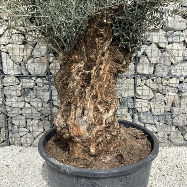 Gnarled Olive Tree XXL (Ancient) J528 - Image 3