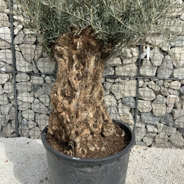Gnarled Olive Tree XXL (Ancient) J490 - DD2F5788 2127 44A4 BC8F F36289D651F1 1 105 c