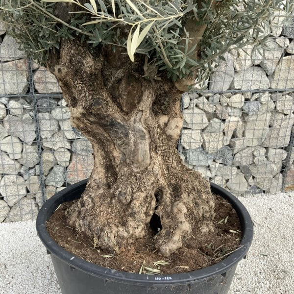 Gnarled Olive Tree XXL (Ancient) J496 - DDA83FB2 FE1B 482C 8AE4 30033E9C6FE3 1 105 c 1