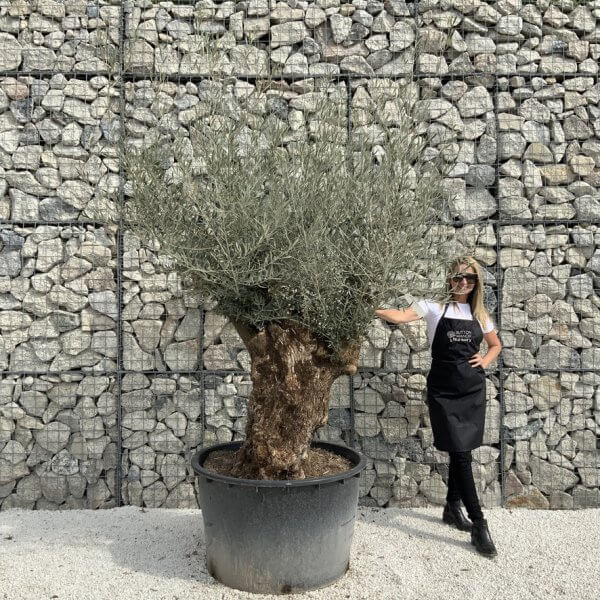 Gnarled Olive Tree XXL (Ancient) J293 - DE4499EB B17F 4F40 B0F4 BA836FB93DB9 1 105 c