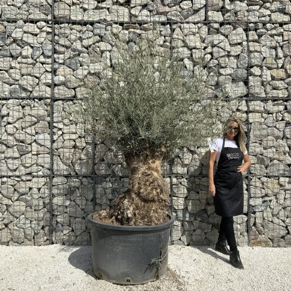Gnarled Olive Tree XXL (Ancient) J516 - DF0A3FD4 A6E5 4158 8D7A 2ABA054EF736 scaled