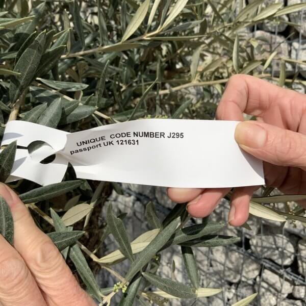 Gnarled Olive Tree XXL (Ancient) J295 - DF878166 4F72 48DD A85C 3DF08C6FC233 1 105 c 1