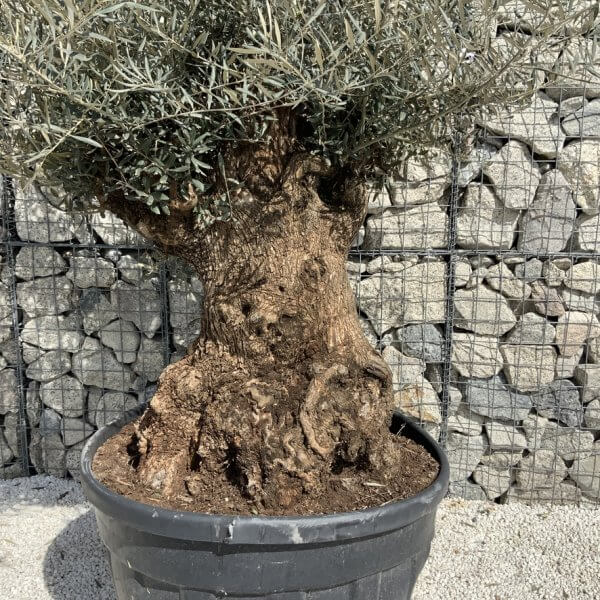 Gnarled Olive Tree XXL (Ancient) J504 - Image 3