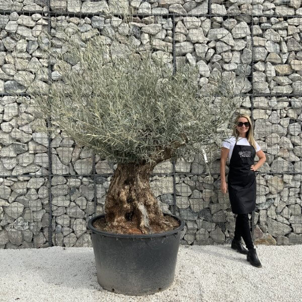 Gnarled Olive Tree XXL (Ancient) J287 - E3572484 A26D 404F BE1F CD8F04A52206 1 105 c