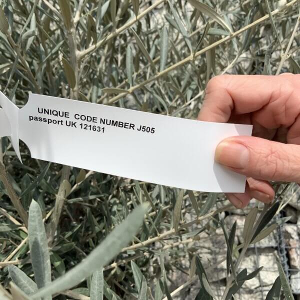 Gnarled Olive Tree XXL (Ancient) J505 - E4AA1677 D564 4170 80C0 8E79784394A0 scaled