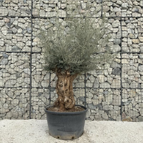 Gnarled Olive Tree XXL (Ancient) J509 - E69A1299 EE23 4F4D 86A5 2EF088F1B557 scaled