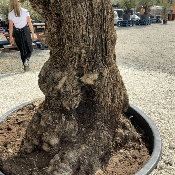 Gnarled Olive Tree XXL (Ancient) J501 - E9AA0038 EAA1 43E3 A9DE 137B7F15E530 1 105 c