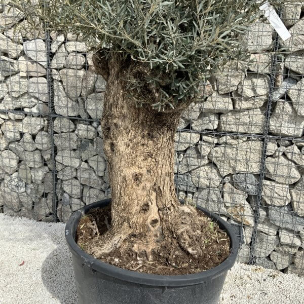 Gnarled Olive Tree XXL (Ancient) J491 - EA172C42 755D 453D ACC0 C0A44BD13D89 1 105 c