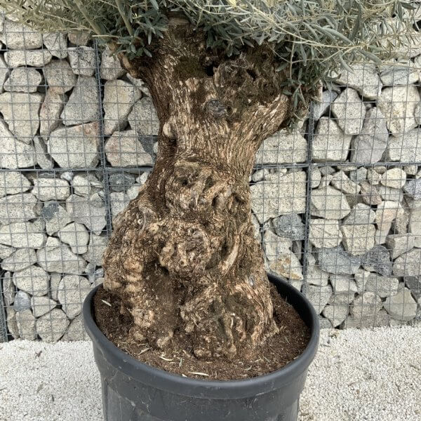 Gnarled Olive Tree XXL (Ancient) J498 - EF56D3D1 A474 4156 AF5C 7C3937CDB681 1 105 c