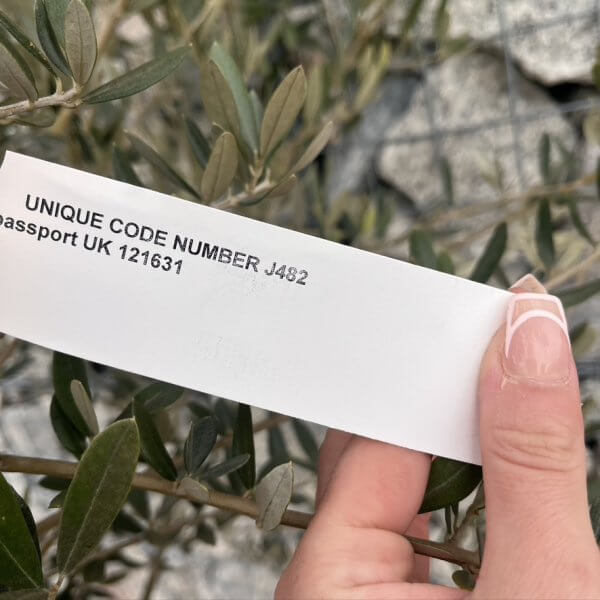 Olive Tree Gnarled XXL Natural Crown (In Patio Pot) J482 - F18A8938 7A3D 41E7 AD47 0F4B7949E6FE 1 105 c