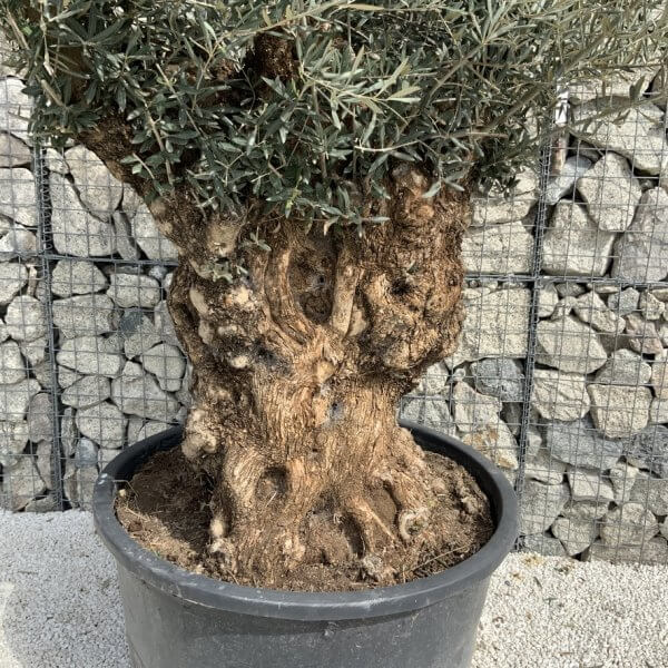 Gnarled Olive Tree XXL (Ancient) J298 - F24B289D 1889 468C B23E F6D87AC7CA35 1 105 c