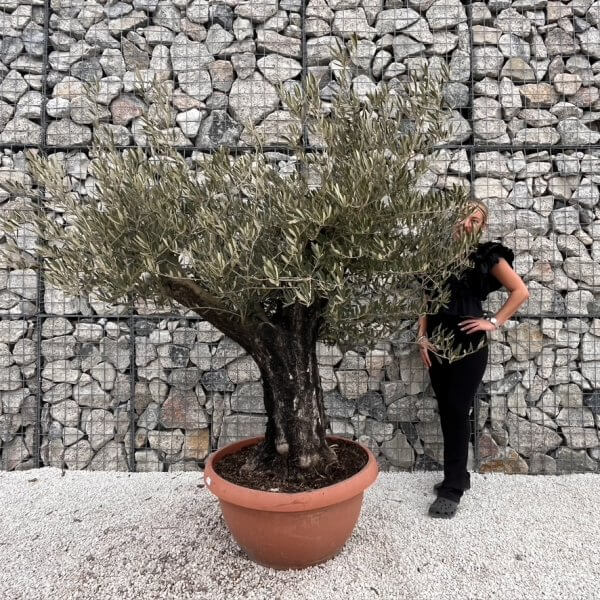Olive Tree Gnarled XXL Natural Crown (In Patio Pot) J483 MT - F32C43FD 949D 4EA1 BD0B 5E587C6B1E4D 1 105 c 1