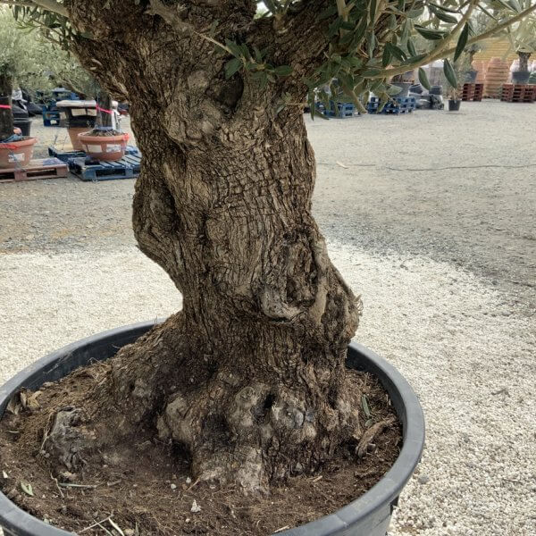 Gnarled Olive Tree XXL (Ancient) J495 - F3CEA703 3EE9 4EED AFEE 28B310D7324B 1 105 c 1