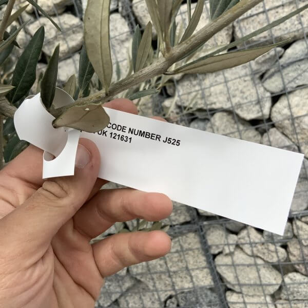 Gnarled Olive Tree XXL (Ancient) J525 - F4B1E360 253A 4852 9E82 02A080789FFA 1 105 c
