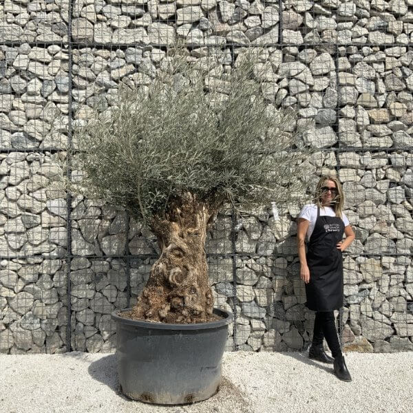 Gnarled Olive Tree XXL (Ancient) J508 - F5BA414F A45A 4FC6 96DA 12BC695E34DF 1 105 c