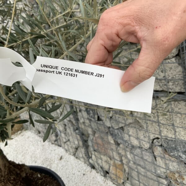 Gnarled Olive Tree XXL (Ancient) J291 - F7144F92 71A1 4D09 897E 0E503ECFED8D 1 105 c