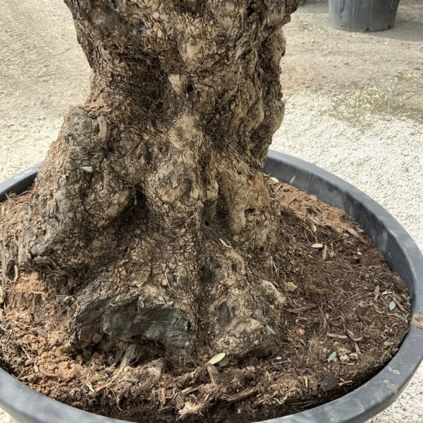 Gnarled Olive Tree XXL (Ancient) J518 - F759625E D36D 42E8 AB77 CF3CBEAB7F79 1 105 c