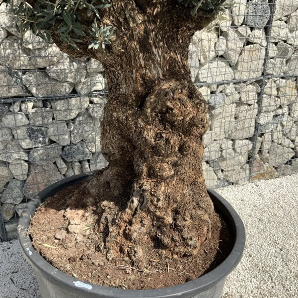 Gnarled Olive Tree XXL (Ancient) J507 - F844929C F2E9 4ADC 8FAF 8CD23DBC64CA 1 105 c