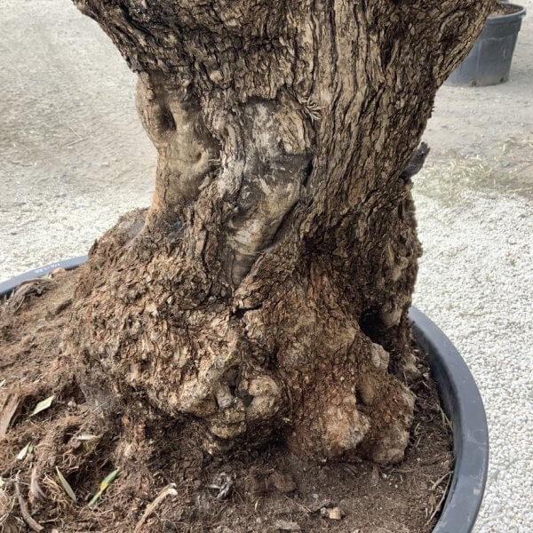 Gnarled Olive Tree XXL (Ancient) J517 - F9C4F21E 0CFF 4EEC 90B3 5B87812E4D75 1 105 c