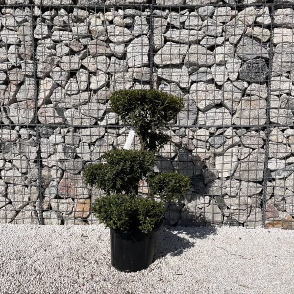 Ilex Maximowicziana Cloud Tree J273 - FA0CFA81 ED78 4881 816B A787D92980B0 1 105 c