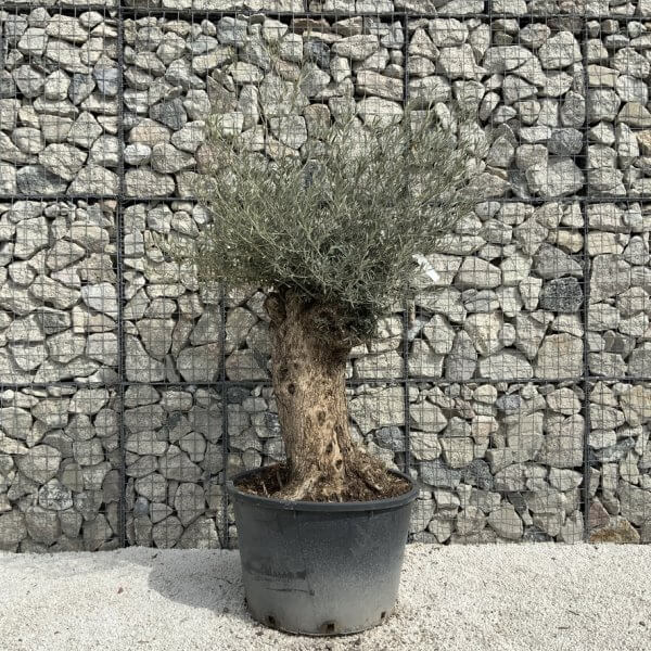 Gnarled Olive Tree XXL (Ancient) J491 - FE8B471C FCB4 426A BA98 7FA32D577B93 1 105 c