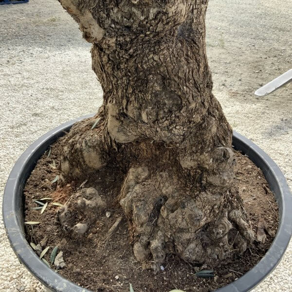 Gnarled Olive Tree XXL (Ancient) J297 - FE932BA5 8ACC 4557 92E7 59E116DC6533 1 105 c
