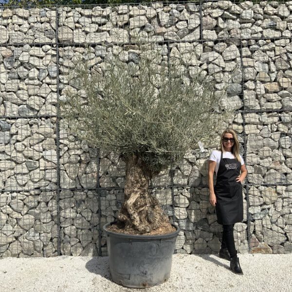 Gnarled Olive Tree XXL (Ancient) J515