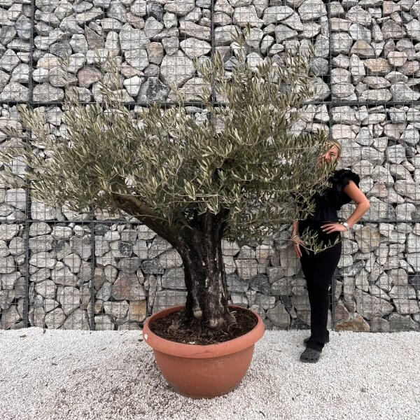 Olive Tree Gnarled XXL Natural Crown (In Patio Pot) H483 - IMG 4971 scaled