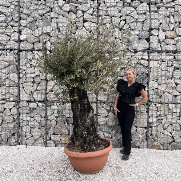 Olive Tree Gnarled XXL Natural Crown (In Patio Pot) H484 - IMG 4975 1 scaled
