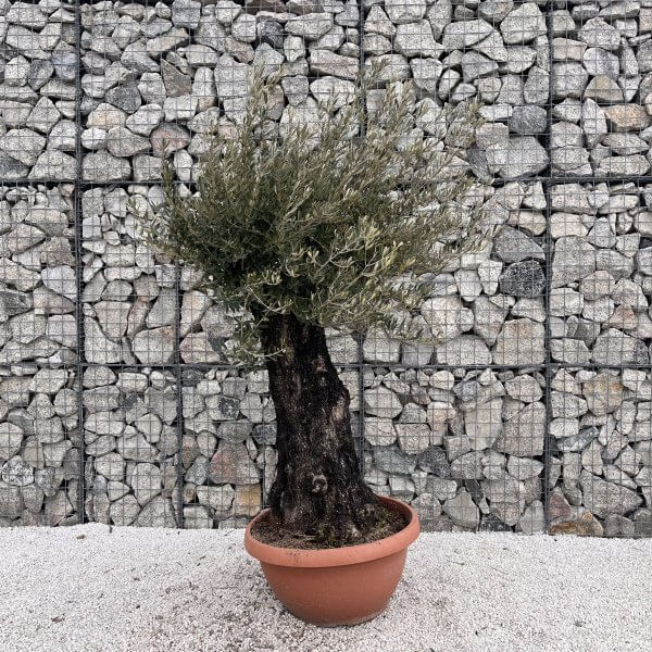 Olive Tree Gnarled XXL Natural Crown (In Patio Pot) H484 - IMG 4976 scaled