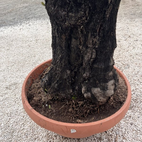 Olive Tree Gnarled XXL Natural Crown (In Patio Pot) H484 - IMG 4977 scaled