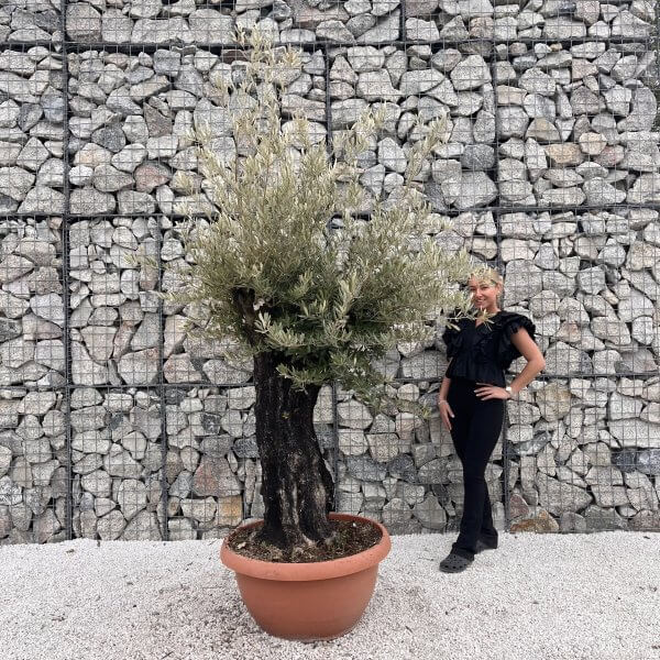 Olive Tree Gnarled XXL Natural Crown (In Patio Pot) H485 - IMG 4980 1 scaled