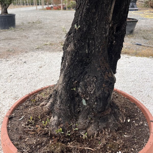 Olive Tree Gnarled XXL Natural Crown (In Patio Pot) H485 - IMG 4982 scaled