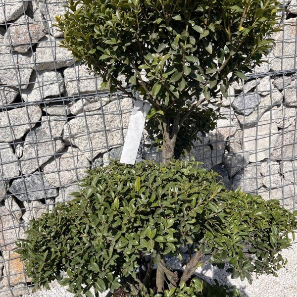 Ilex Maximowicziana Cloud Tree J273 - IMG 5023 scaled