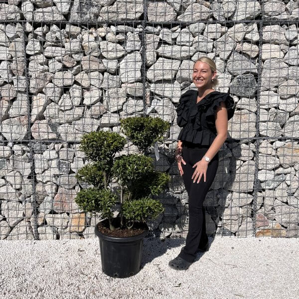 Ilex Maximowicziana Cloud Tree J274 - IMG 5025 1 scaled