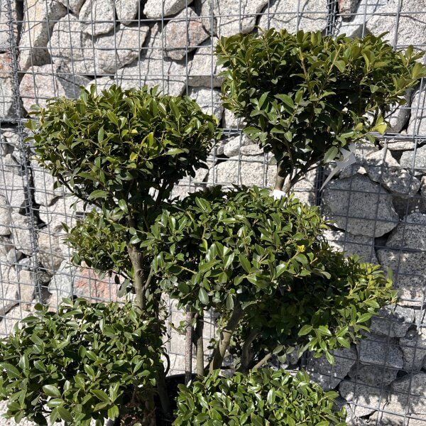 Ilex Maximowicziana Cloud Tree J274 - IMG 5027 scaled